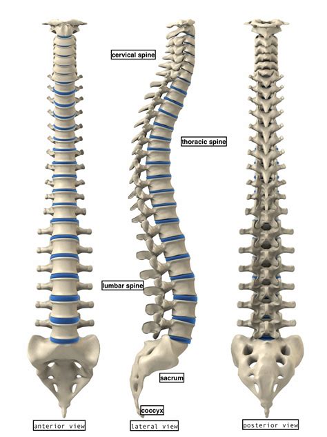 pictures of your spine.